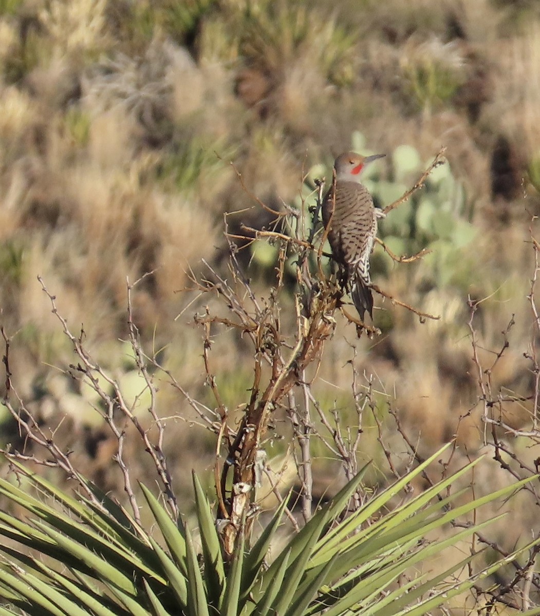 Northern Flicker - Jessica Campbell