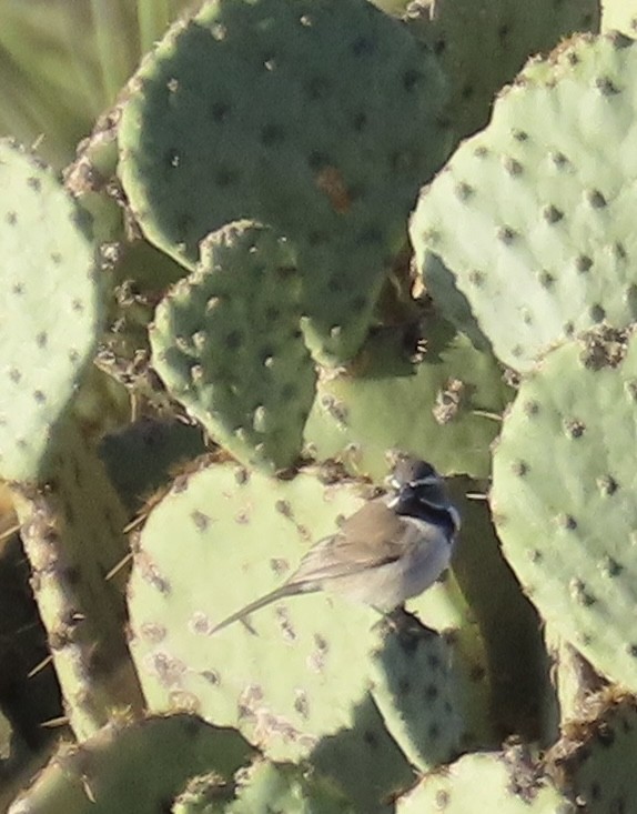 Black-throated Sparrow - ML612519834