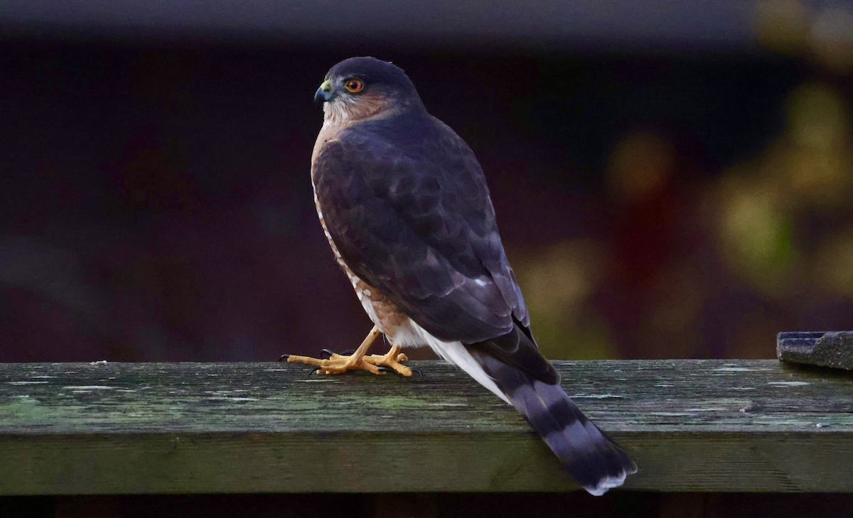 Sharp-shinned Hawk - ML612519898