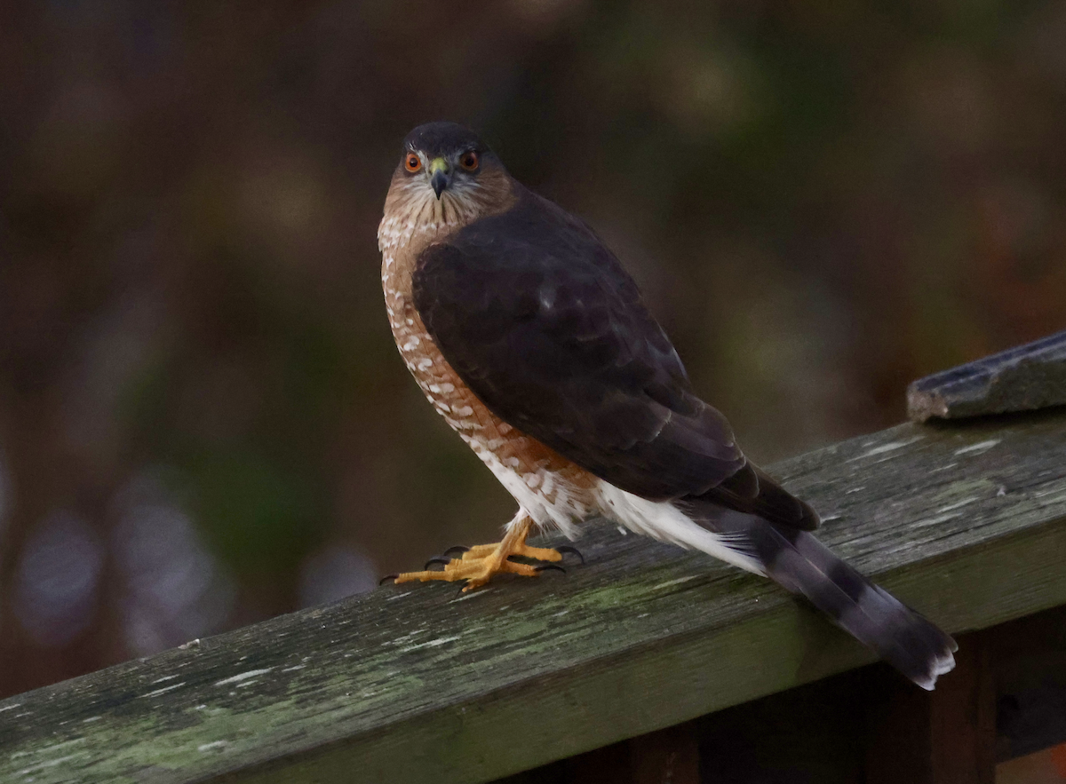 Sharp-shinned Hawk - ML612519901