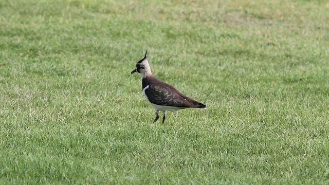 Northern Lapwing - ML612519958