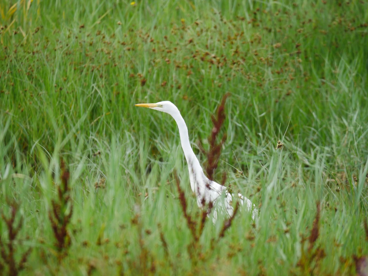 Great Egret - ML612520018