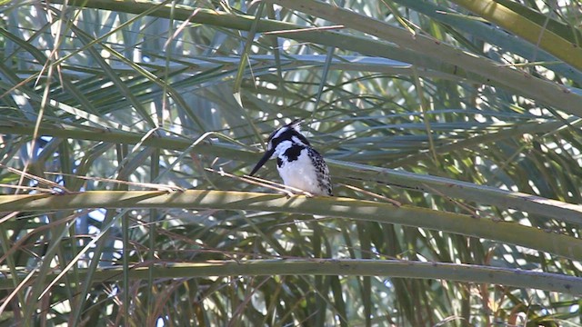 Pied Kingfisher - ML612520032