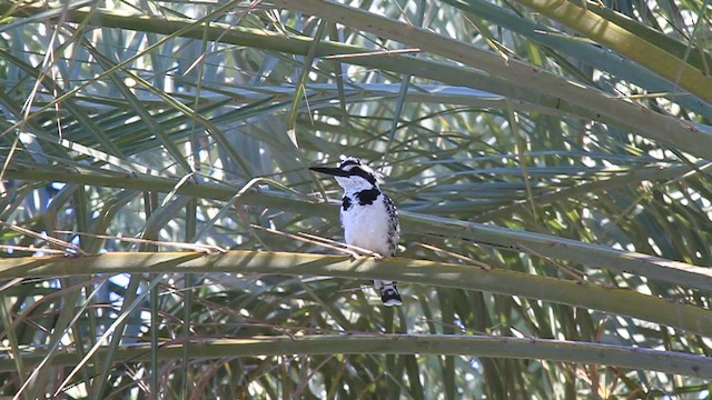 Pied Kingfisher - ML612520033