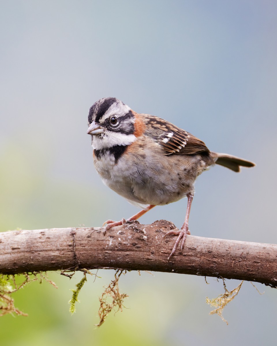 Rufous-collared Sparrow - ML612520163