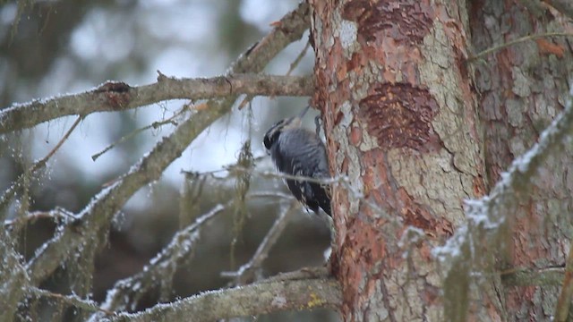 Дятел ялиновий (підвид fasciatus) - ML612520240