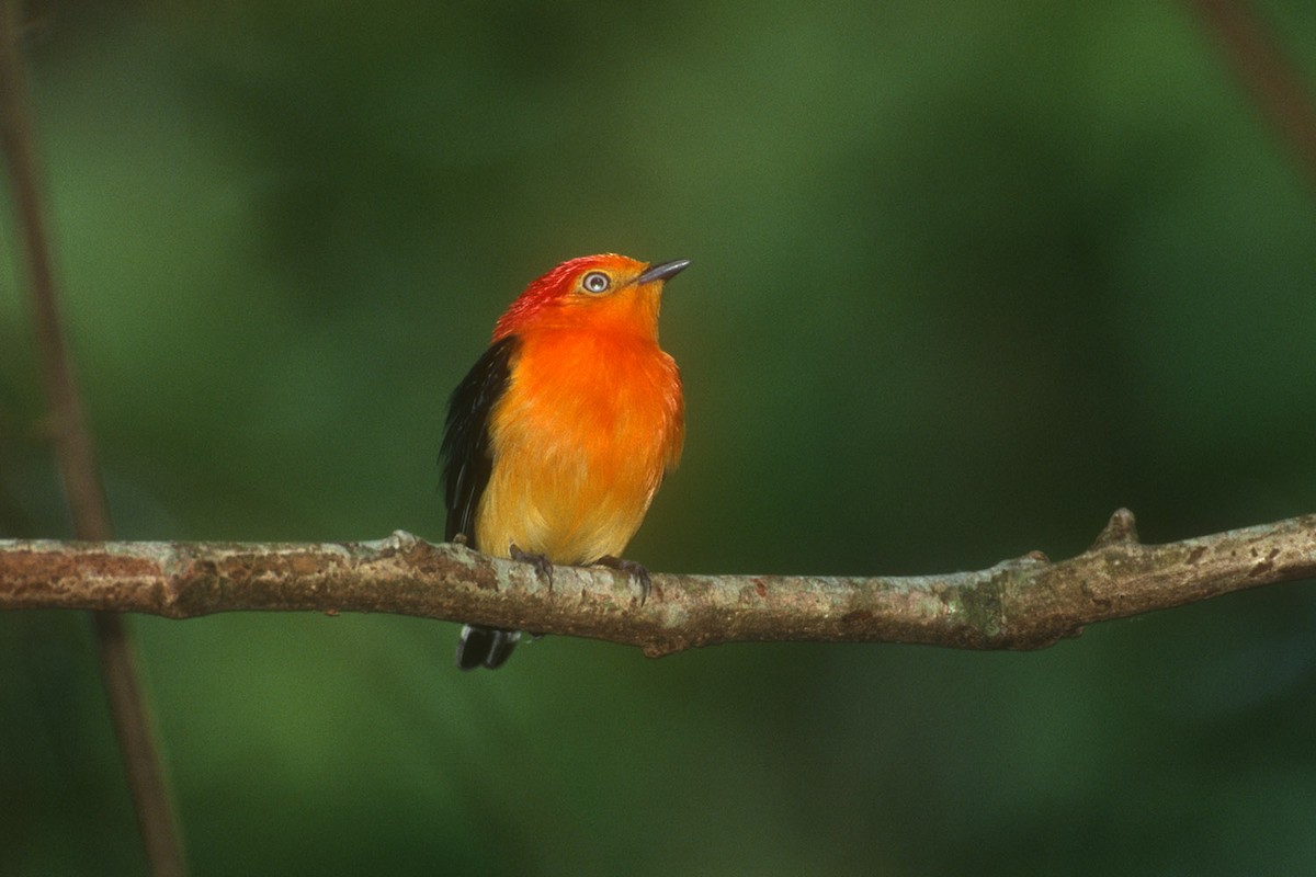 Band-tailed Manakin - Johannes Ferdinand