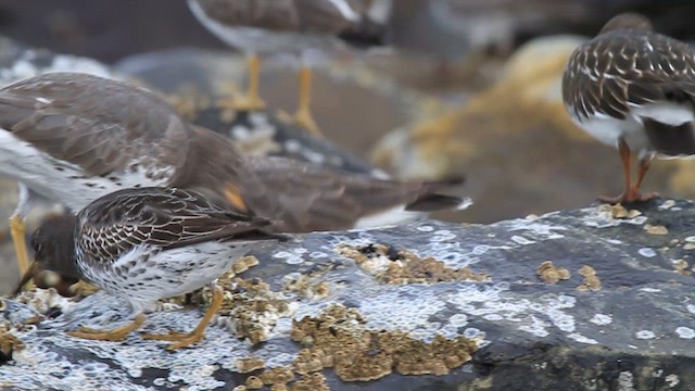 Rock Sandpiper - ML612520282