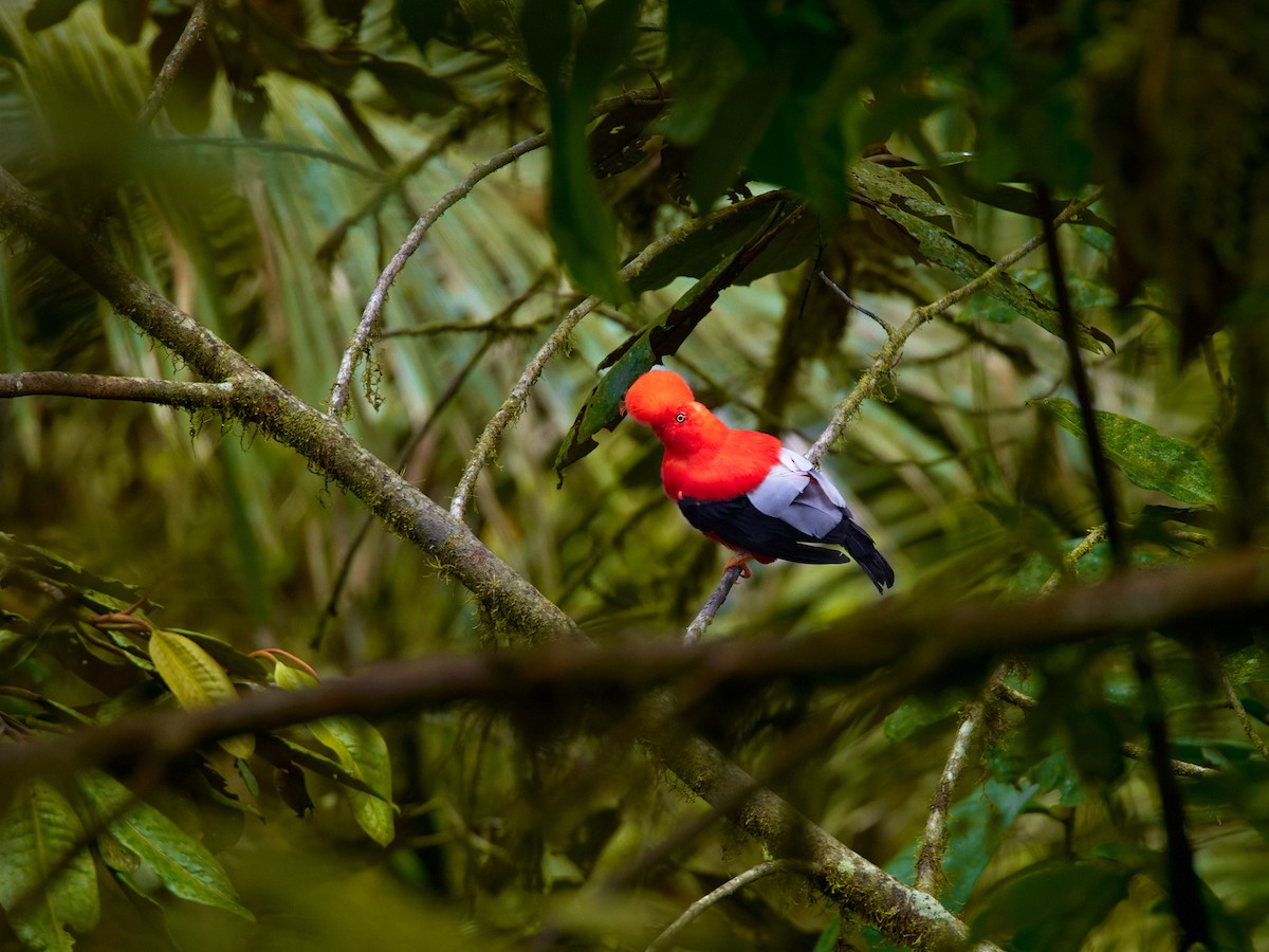 Andean Cock-of-the-rock - ML612520317