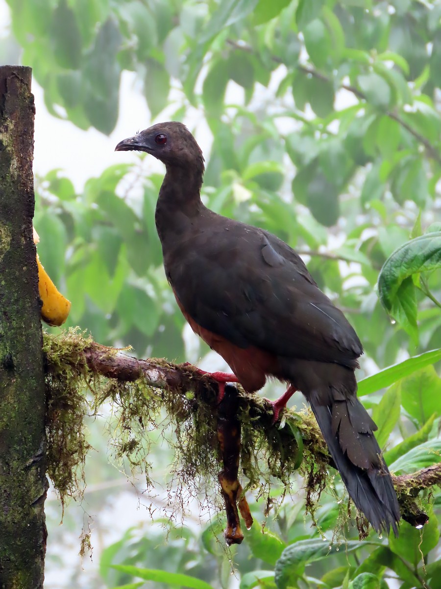 Sickle-winged Guan - ML612520323