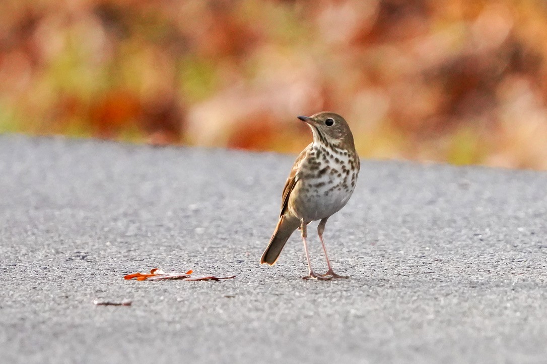 Hermit Thrush - Penny Owings