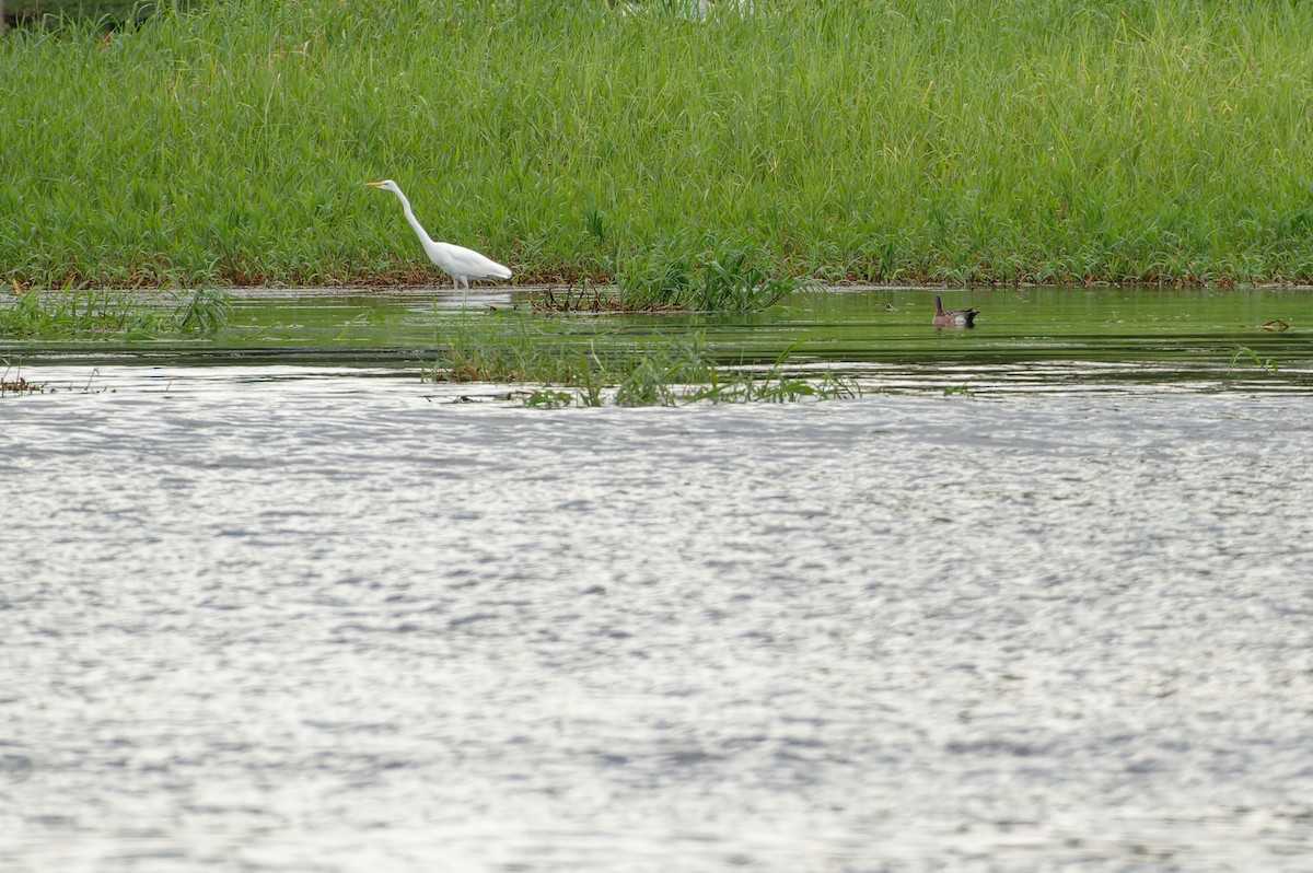 American Wigeon - ML612520403