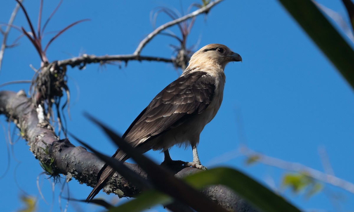 Yellow-headed Caracara - Mark Vukovich