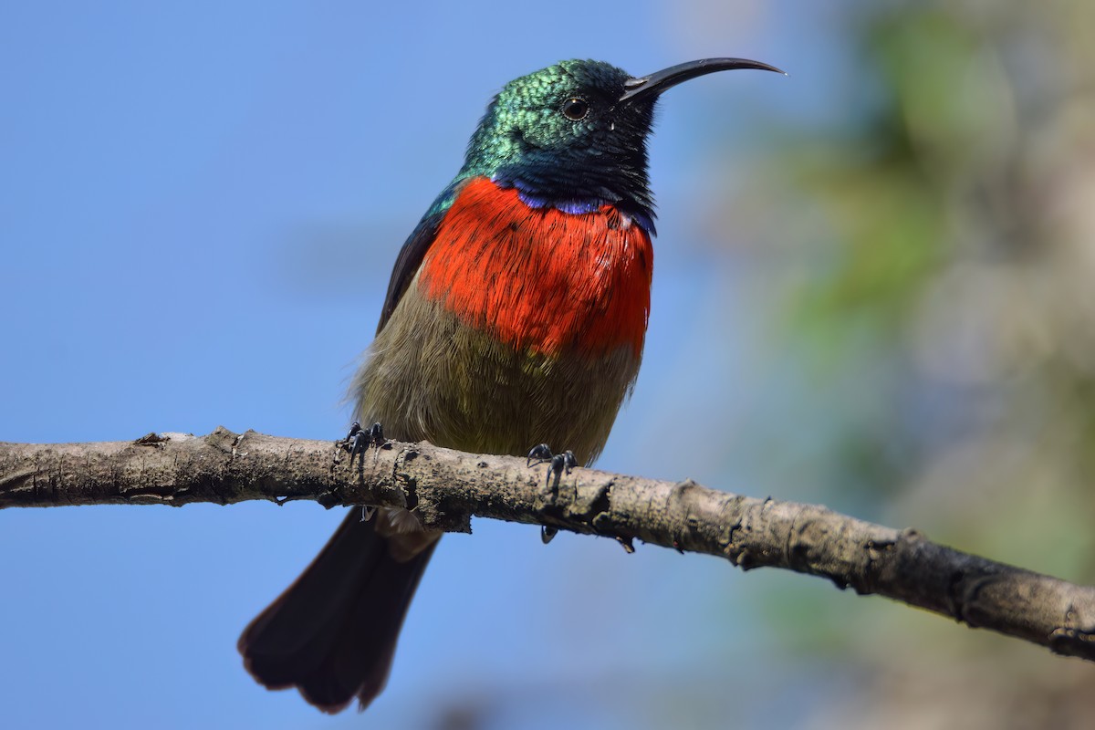 Greater Double-collared Sunbird - Regard Van Dyk