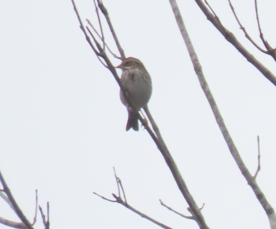 Savannah Sparrow - ML612520596