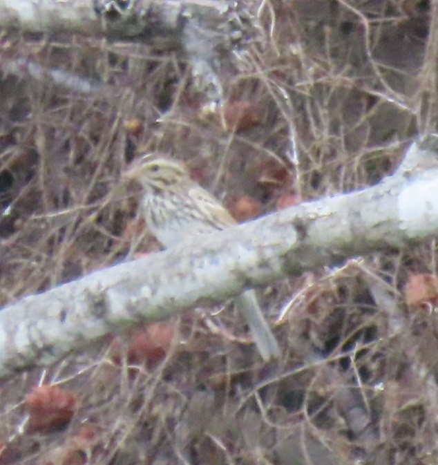 Savannah Sparrow - ML612520597