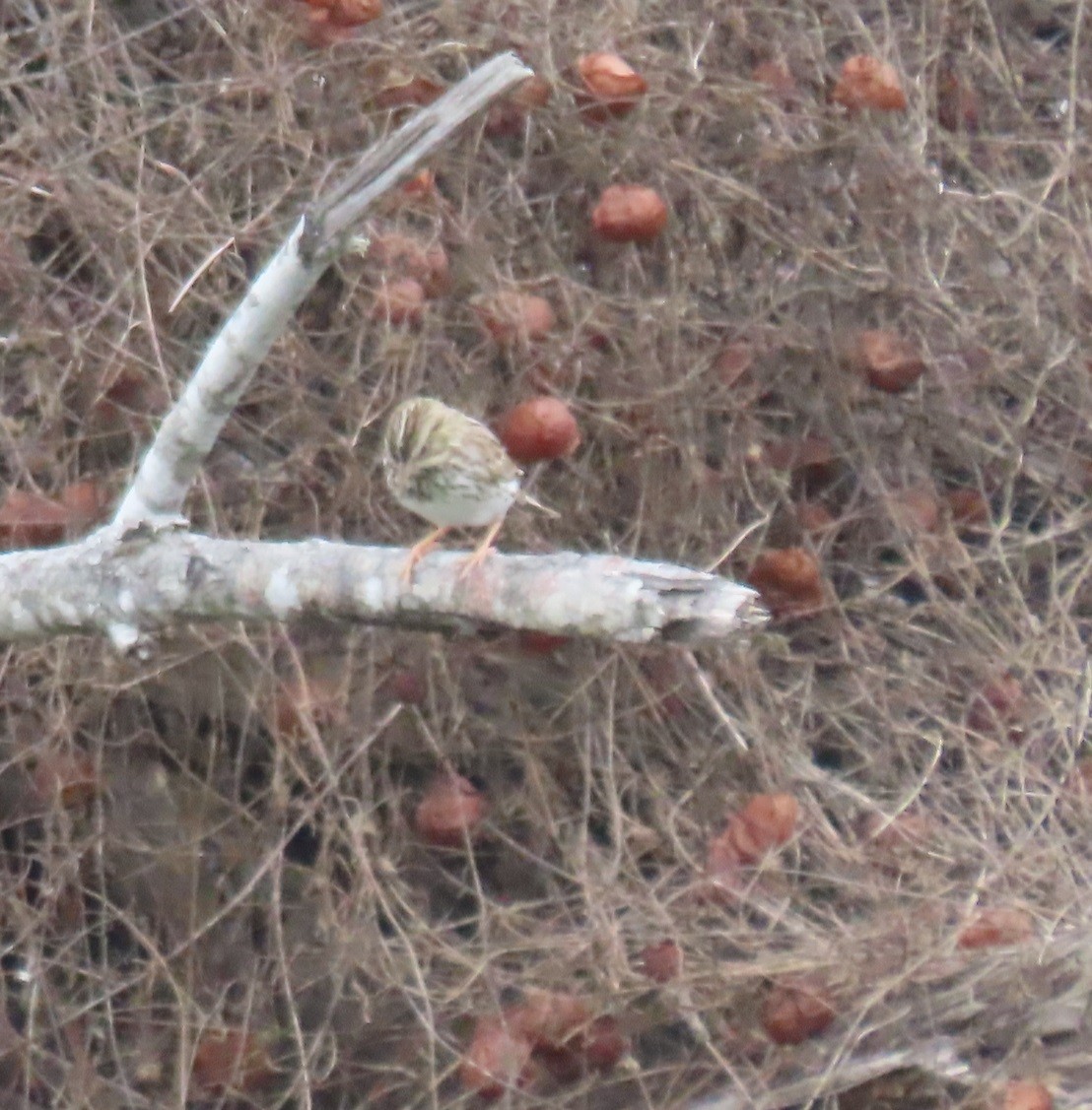 Savannah Sparrow - ML612520598