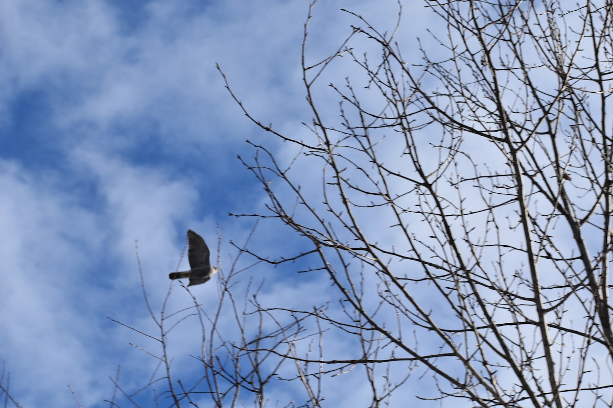 American Goshawk - ML612520626