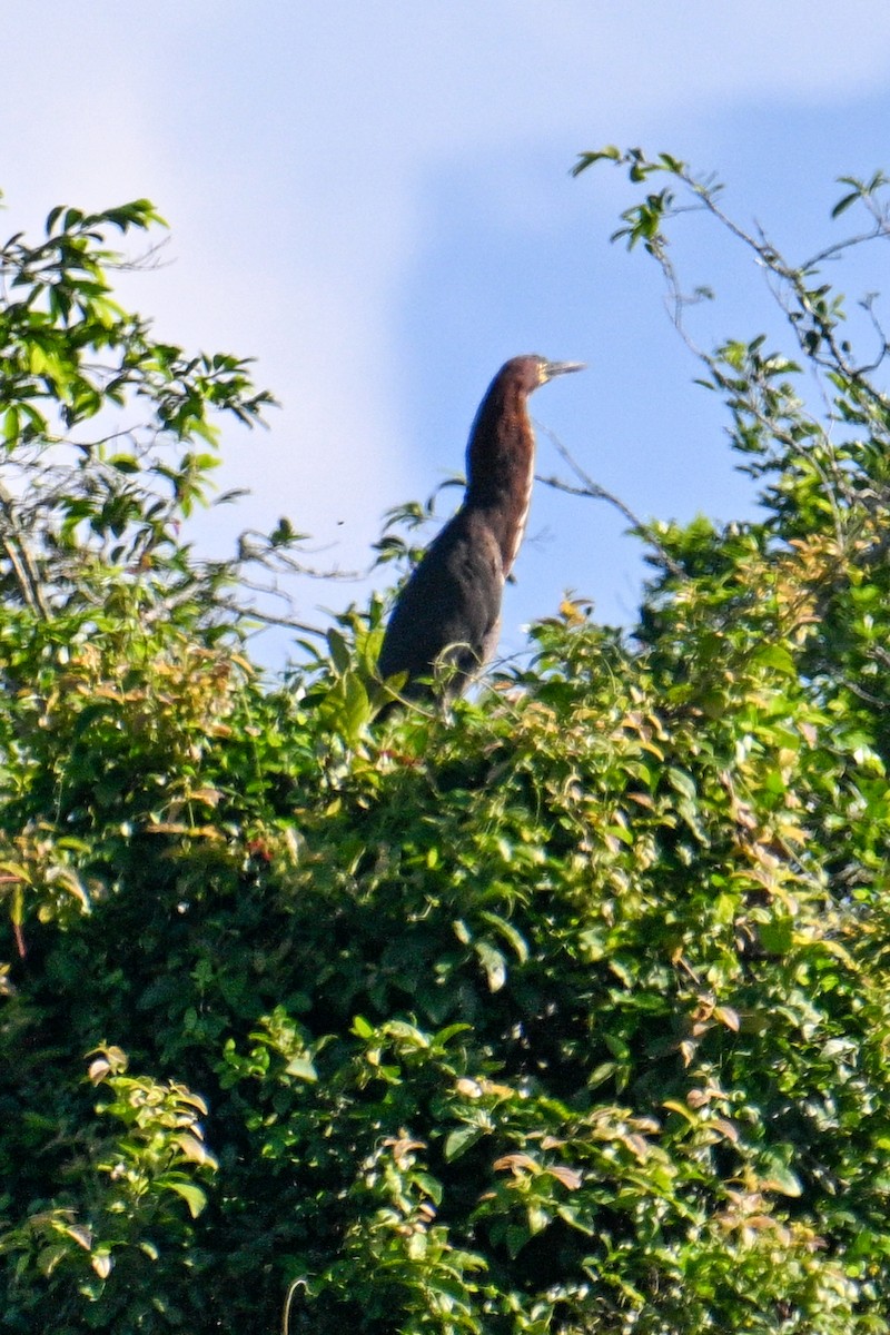 Rufescent Tiger-Heron - ML612520667