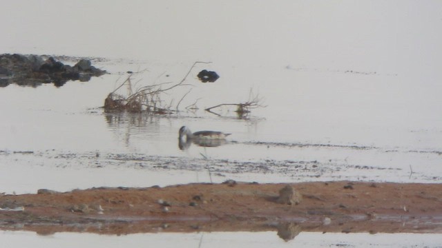 Cotton Pygmy-Goose - ML612520674