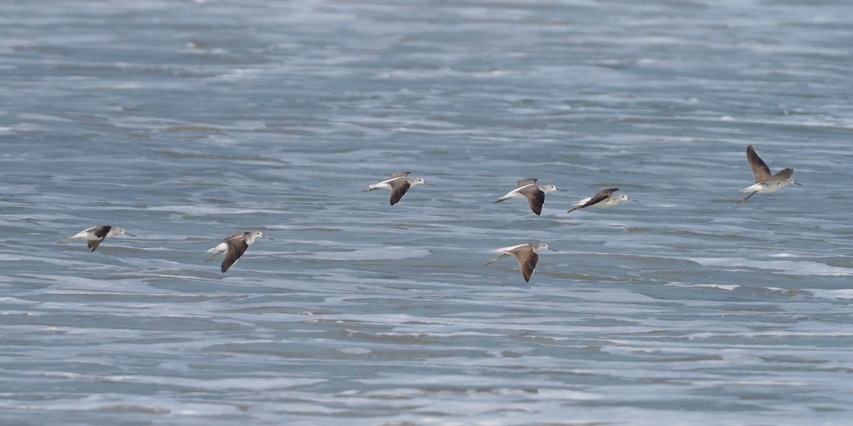 Common Greenshank - ML612520817