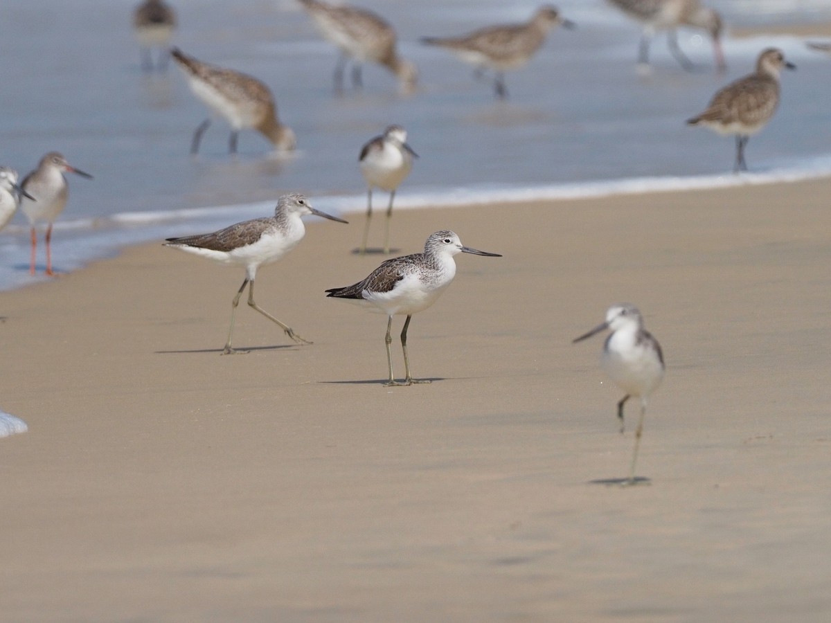 Common Greenshank - ML612520819