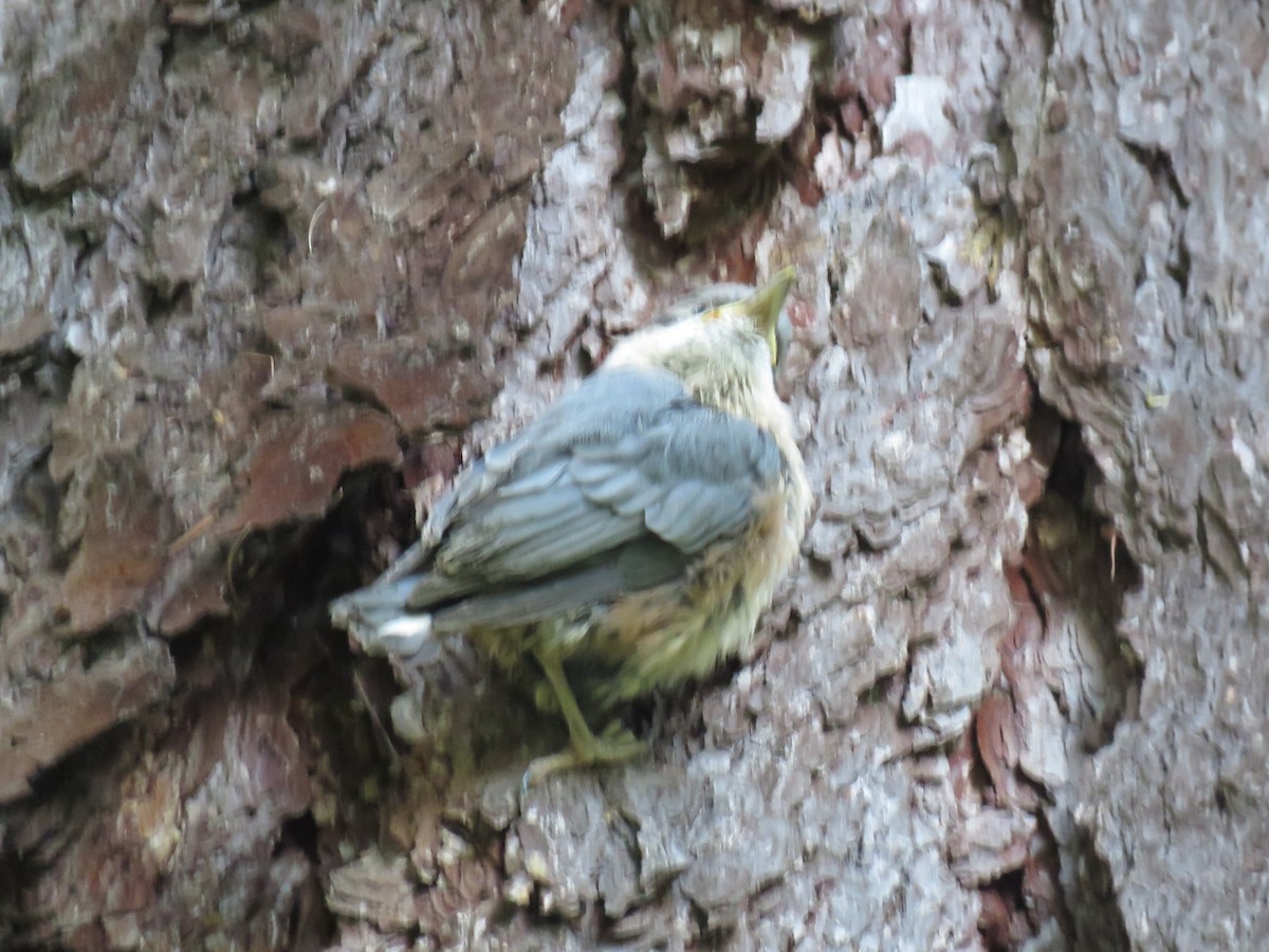 Eurasian Nuthatch - ML612520826