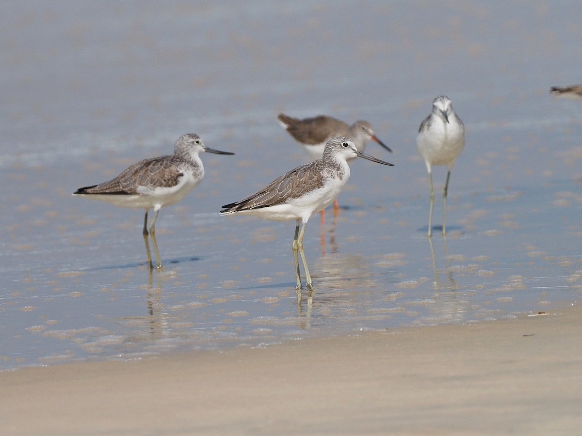 Common Greenshank - ML612520846