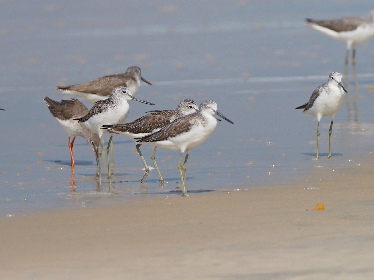 Common Greenshank - Rajesh Radhakrishnan