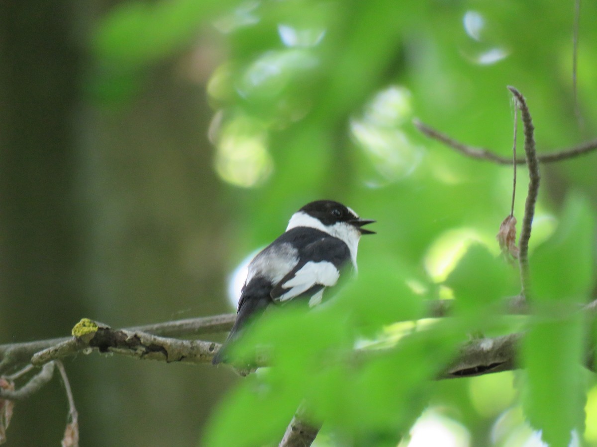 Collared Flycatcher - ML612520853