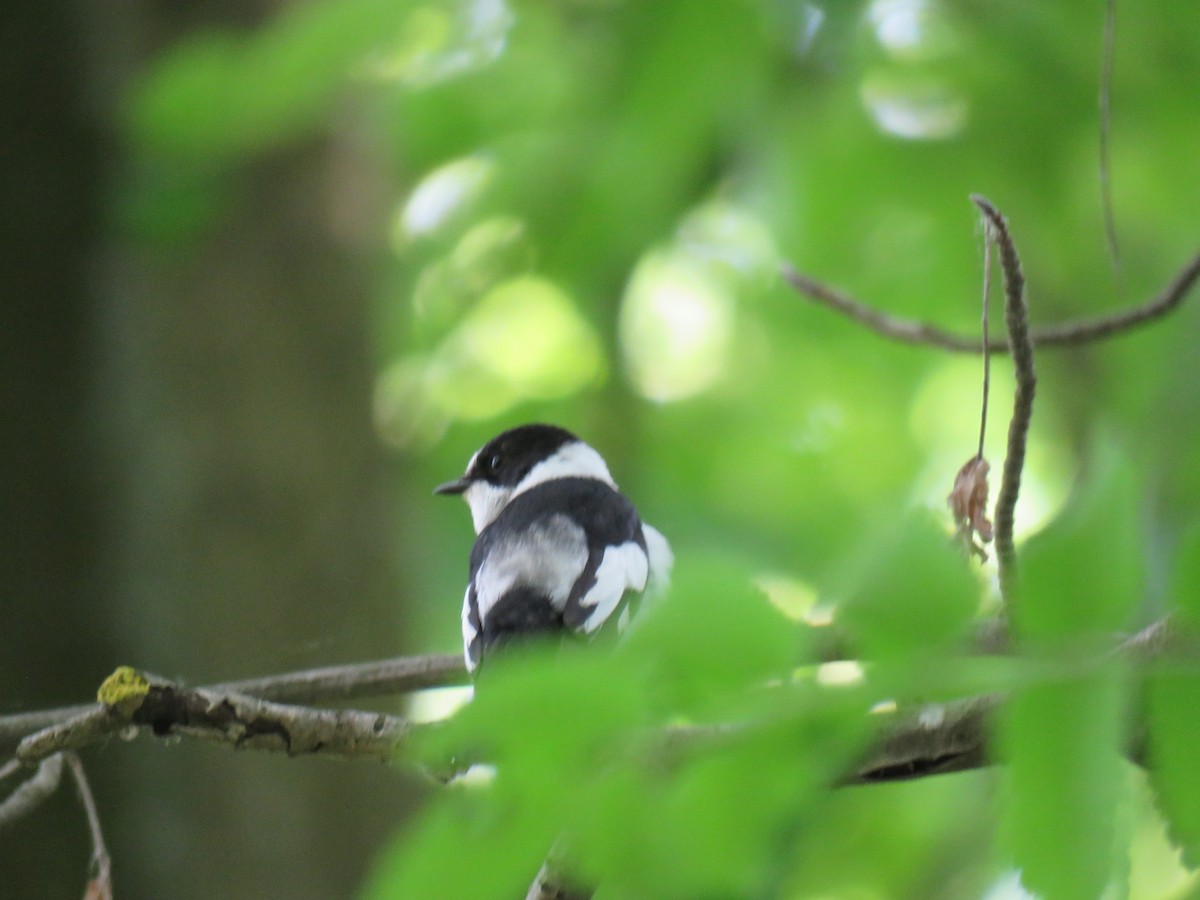 Collared Flycatcher - Daniel Booker