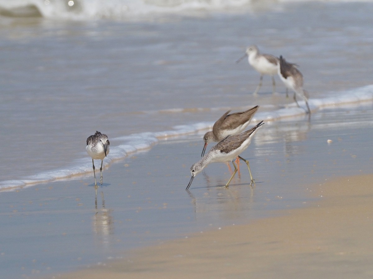 Common Greenshank - ML612520868