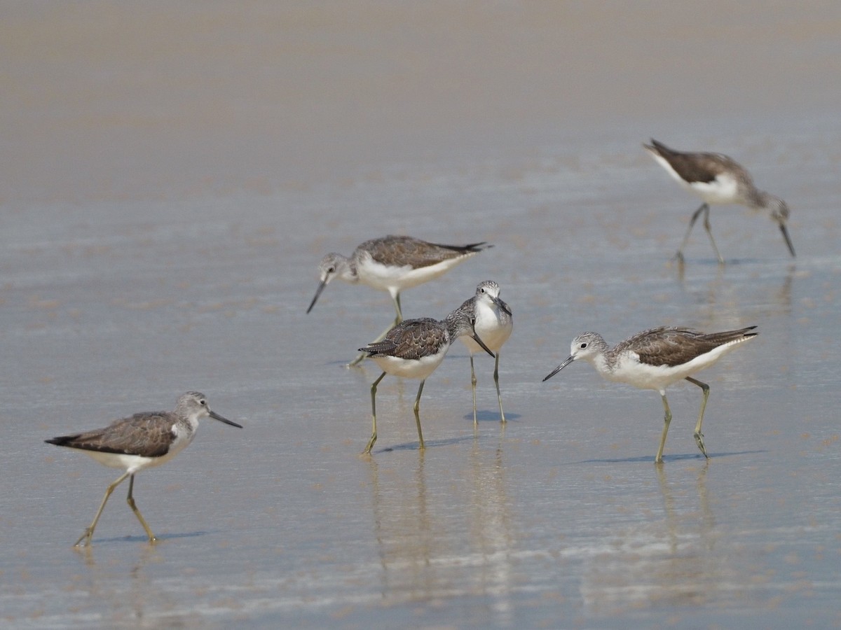 Common Greenshank - ML612520872