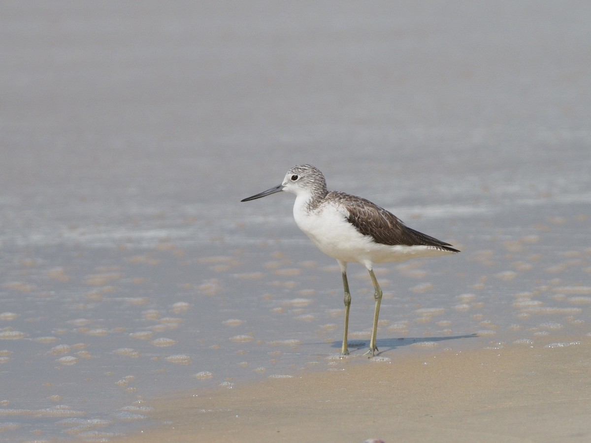 Common Greenshank - ML612520874