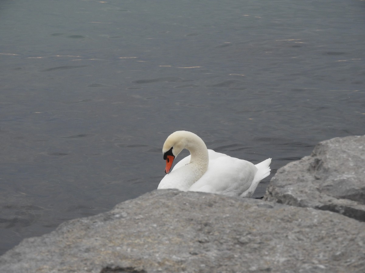 Mute Swan - ML612520975