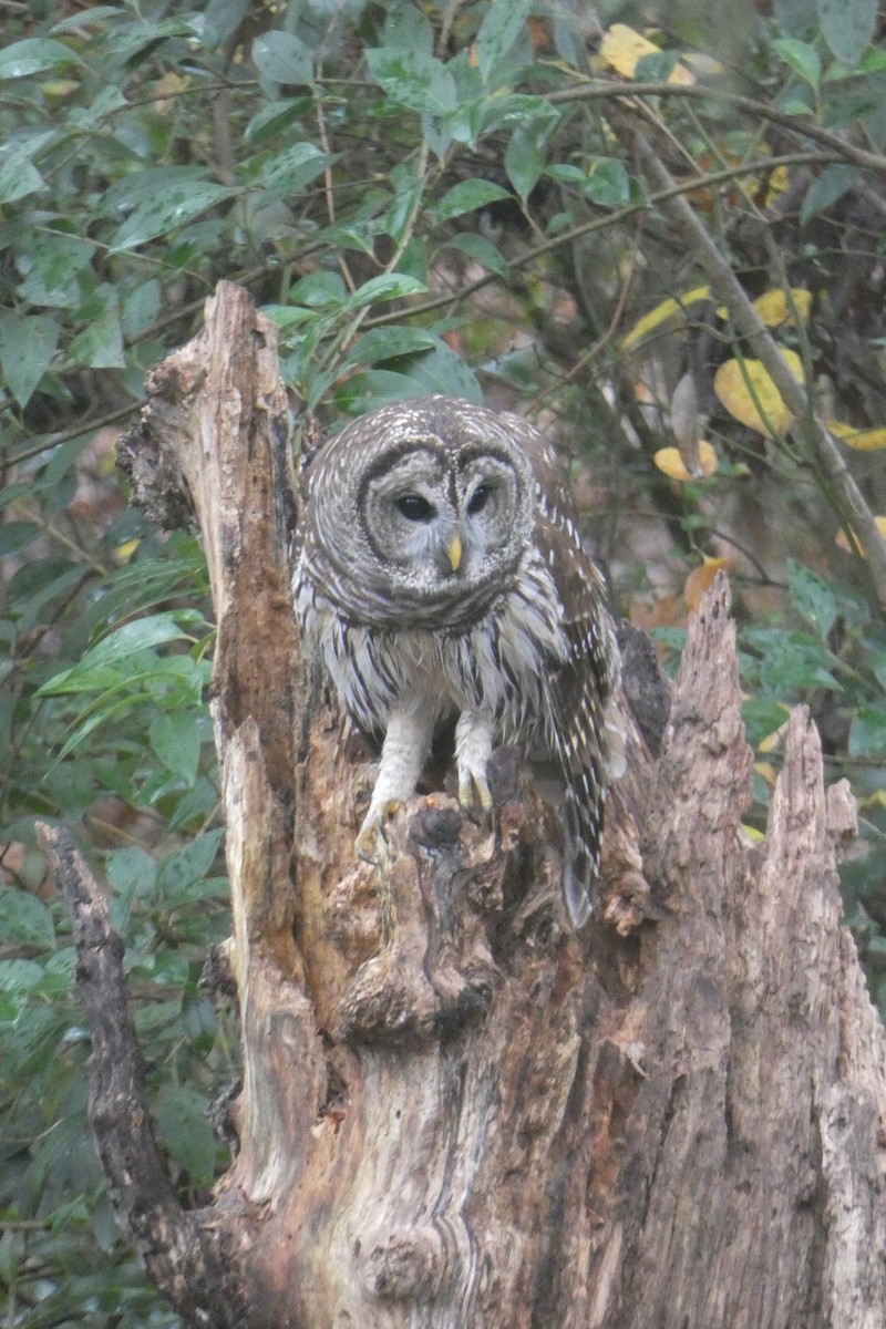 Barred Owl - ML612521024
