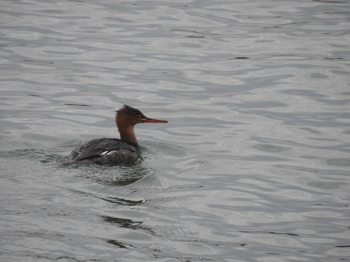 Red-breasted Merganser - ML612521032