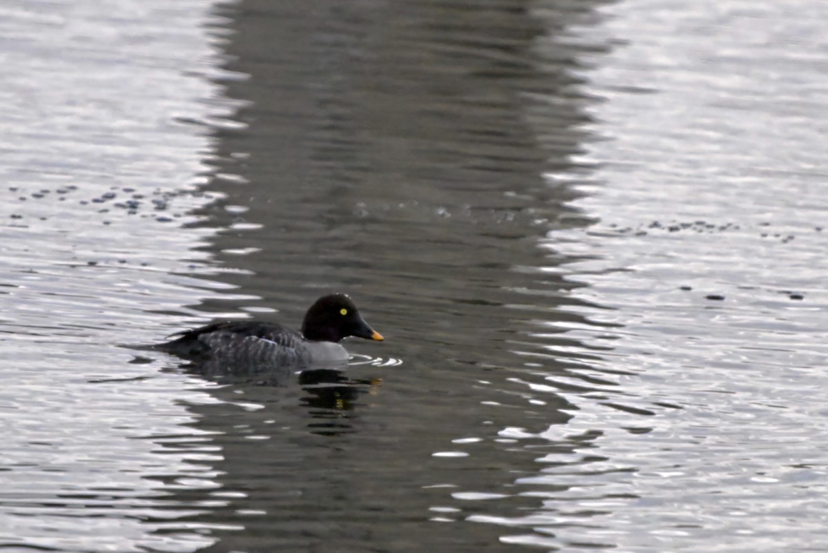 Common Goldeneye - ML612521036