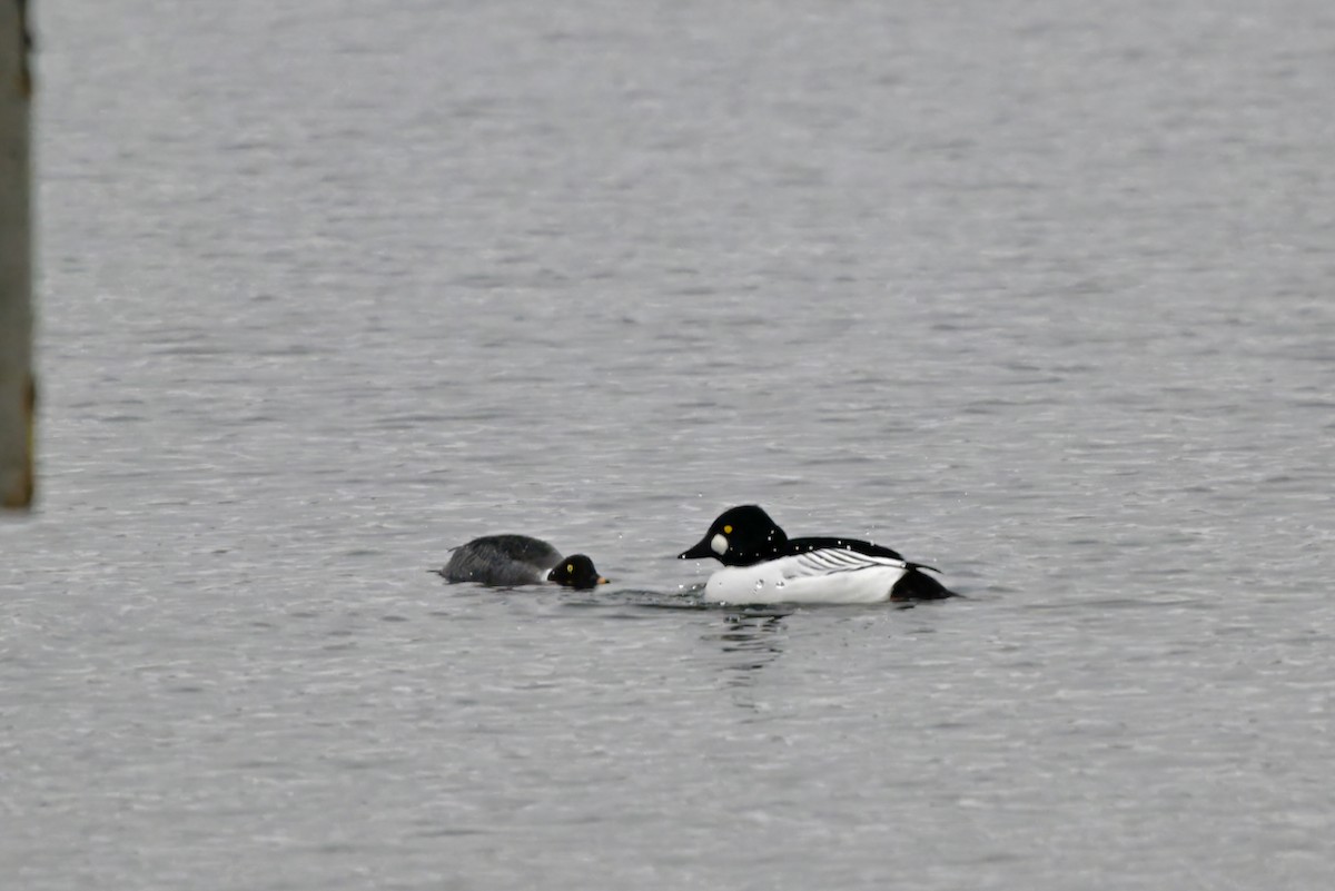 Common Goldeneye - ML612521037