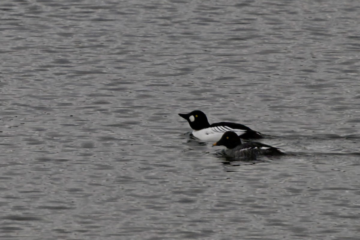 Common Goldeneye - ML612521038