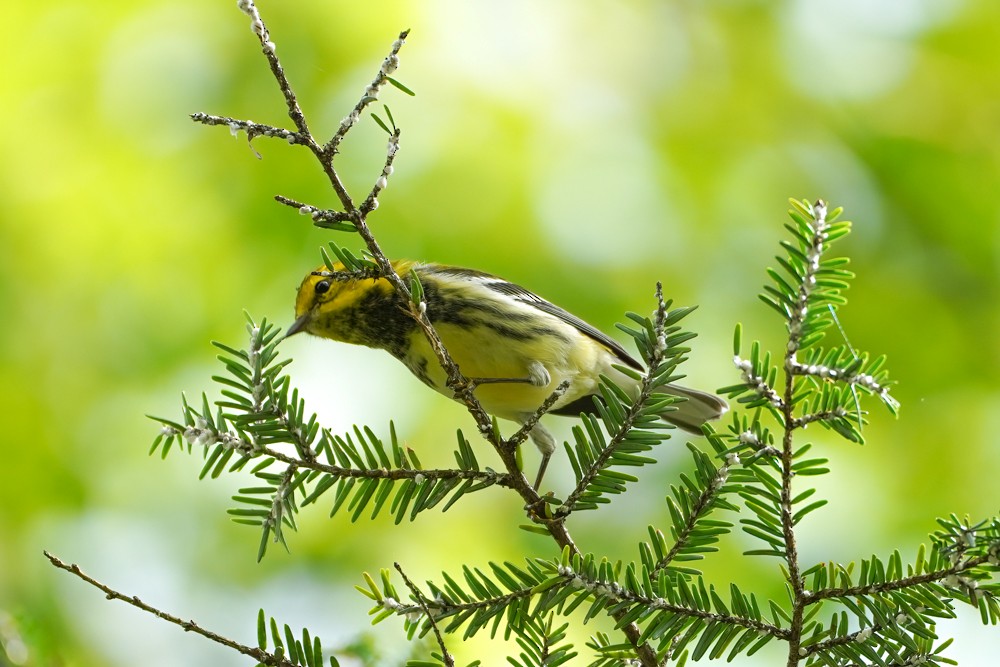 Black-throated Green Warbler - Penny Owings