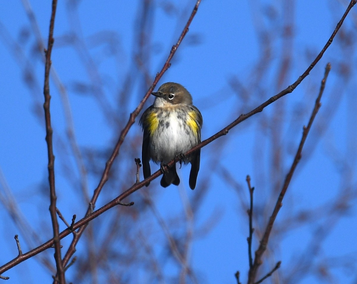 Yellow-rumped Warbler - Steve Ruscito
