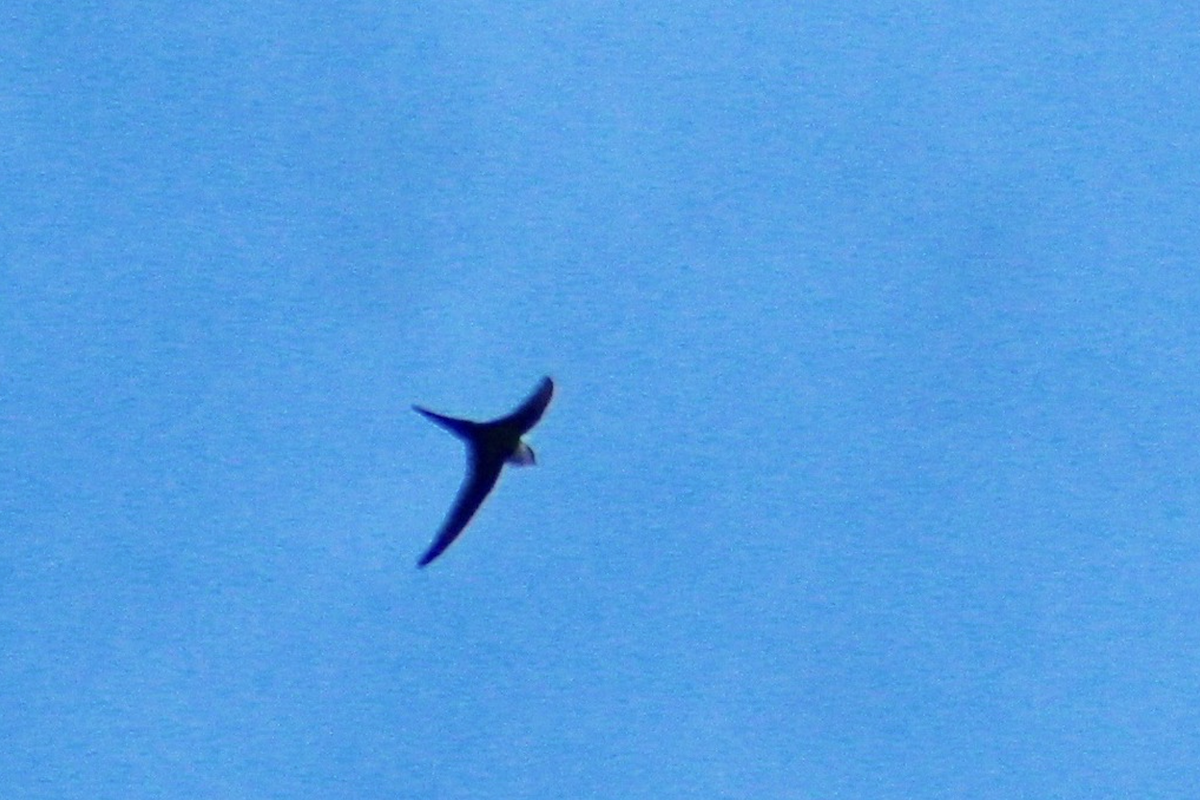 Lesser Swallow-tailed Swift - ML612521191