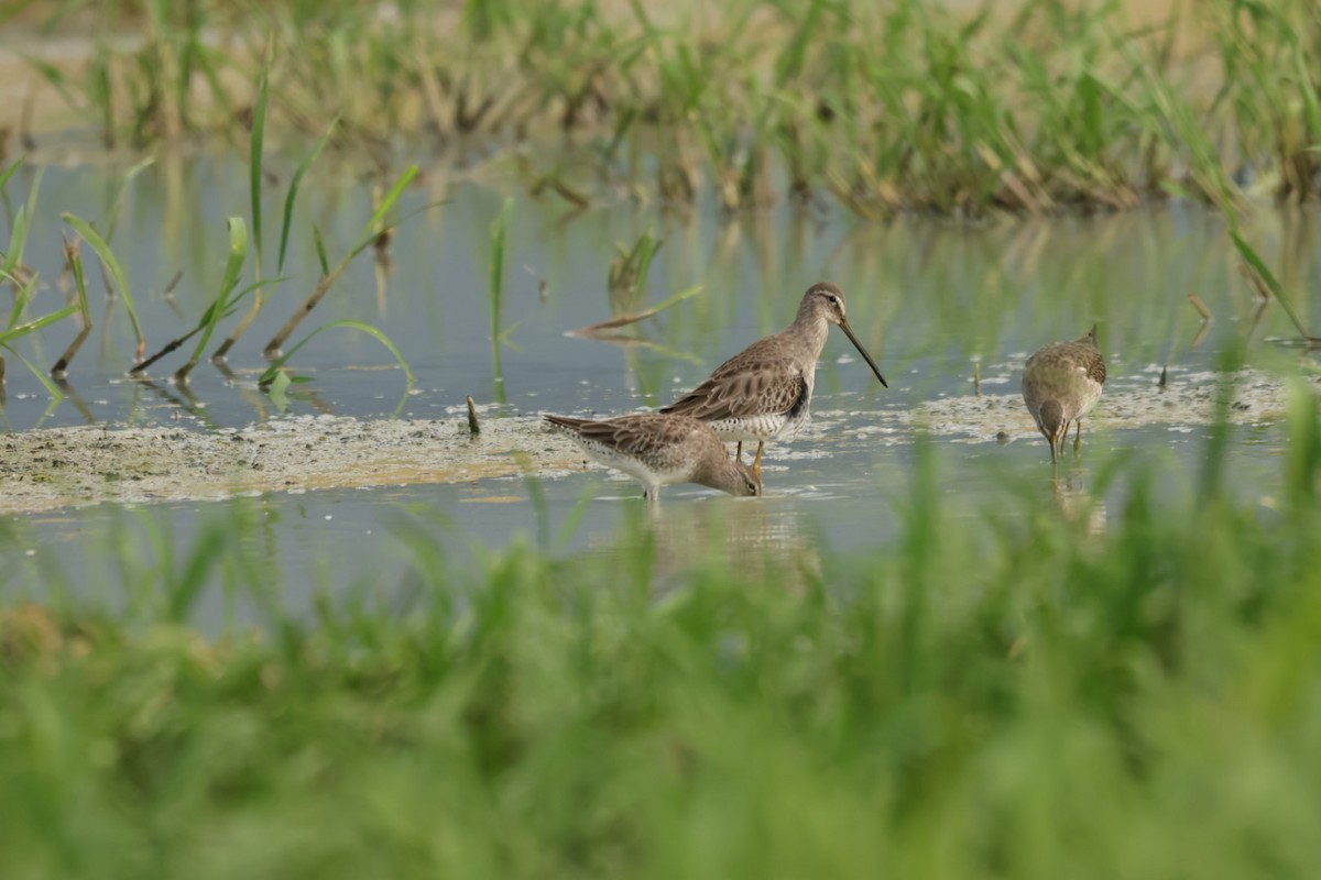 Long-billed Dowitcher - ML612521194