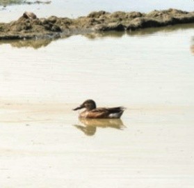 Northern Shoveler - ML612521208