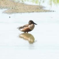 Northern Shoveler - ML612521209