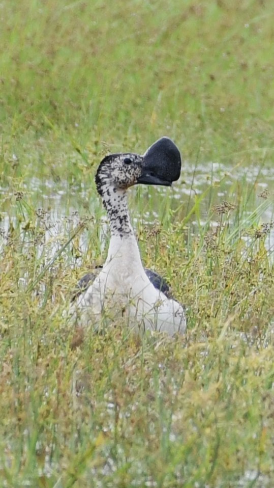 Knob-billed Duck - ML612521256
