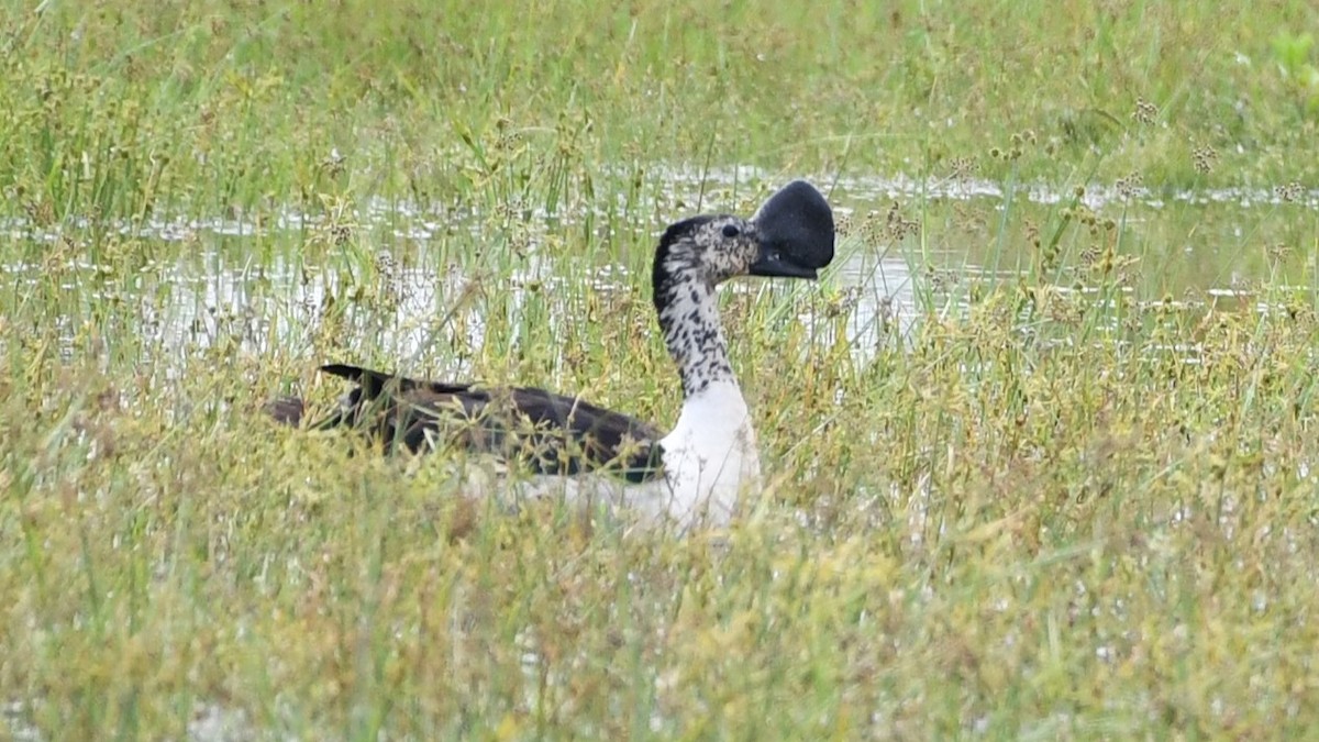Knob-billed Duck - ML612521257