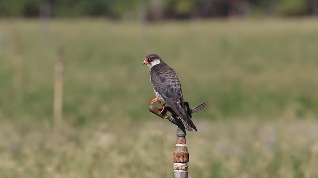 アカアシチョウゲンボウ - ML612521298