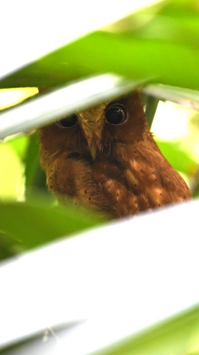 Serendib Scops-Owl - ML612521300